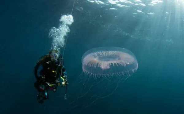 潜水员在深海发现烟花水母，这种水母为何会发光？