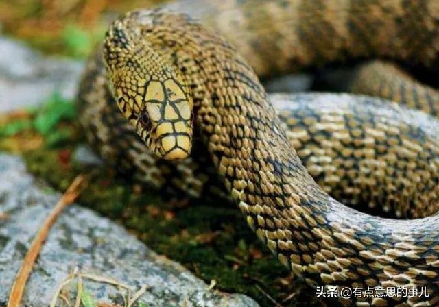 怎样养王锦蛇，大王蛇养殖有前景吗？