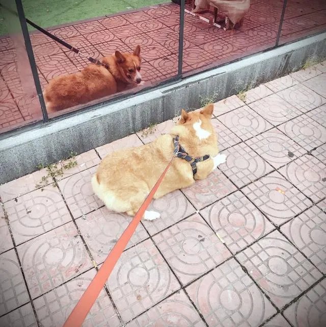 把宠物狗当作土狗养会怎么样?