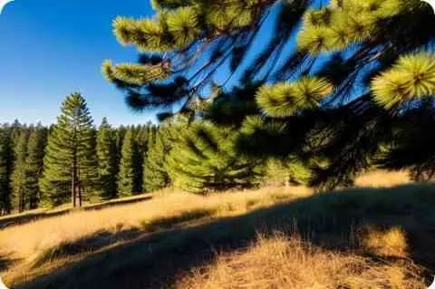 中国好声音好听的歌曲排名