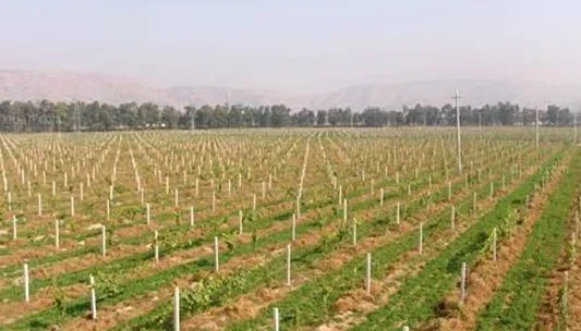 集体土地使用权可以买卖吗