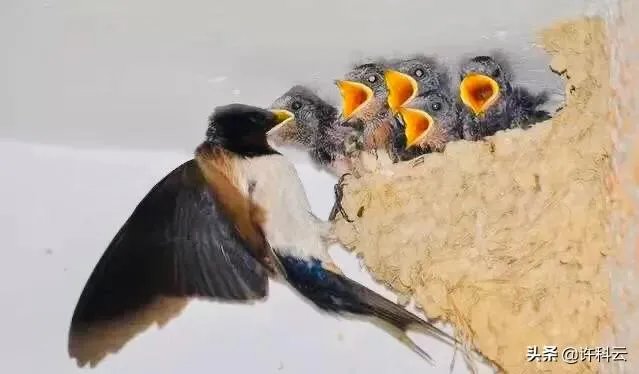 两会代表提出的“取消生育三孩以上处罚”建议，你的观点是什么？