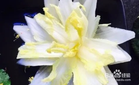 海葵静心莲的做法