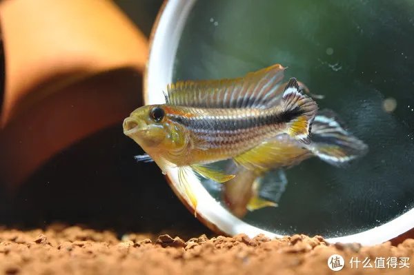 摄影新人经验分享---如何拍摄好那些漂亮的观赏鱼