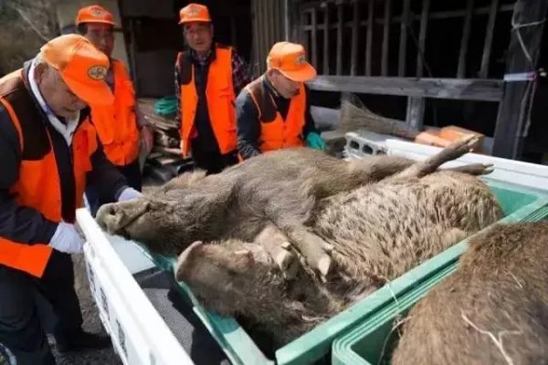 日本新干线列车与野猪相撞，通常野猪生活在什么地方？