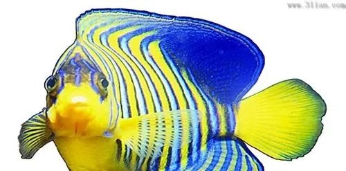 观赏鱼养殖技术大全