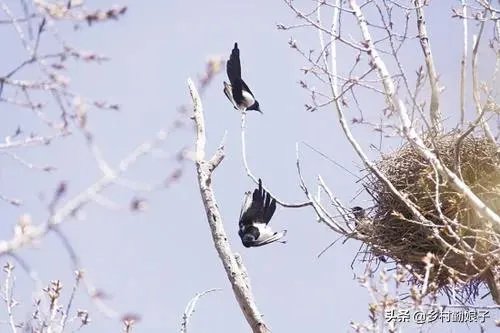 过去鸟筑巢都是在树上，为什么现在都在高压线铁塔上筑巢？