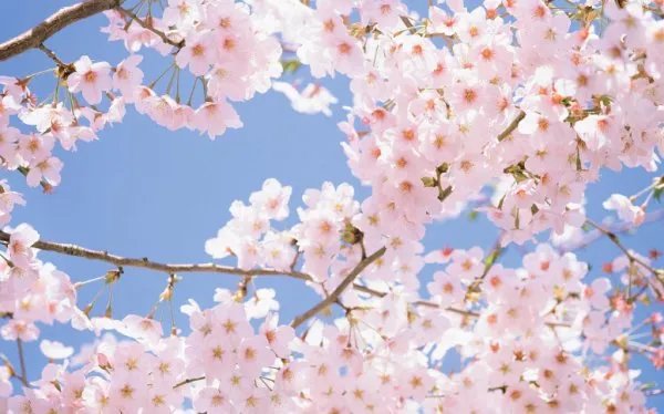 日本东京早樱肆意绽放，为何樱花有种别样的浪漫？