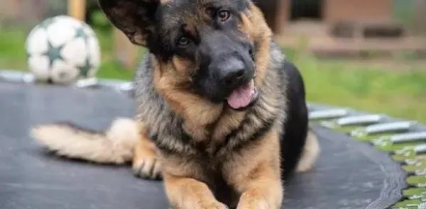 世界十大名犬排名图片