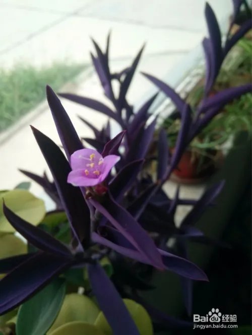 花卉种植技术教程