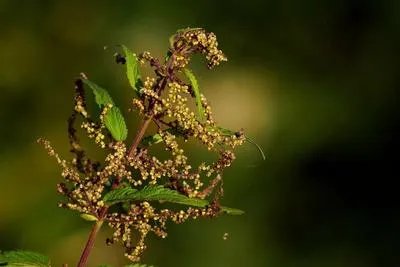 能治妇科炎症的中草药有哪些