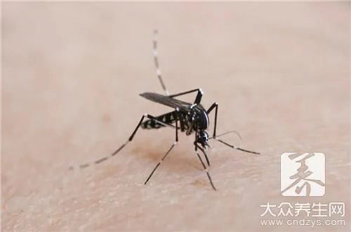 家里发现白蚁怎么办