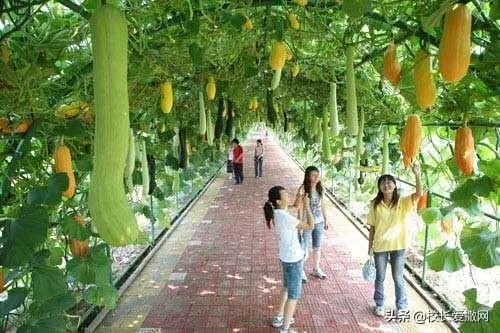 休闲农庄如何变身农业旅游景区？