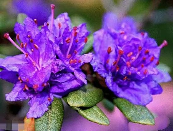 杜鹃是大叶还是小叶