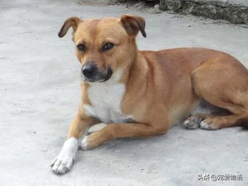 把宠物狗当作土狗养会怎么样?