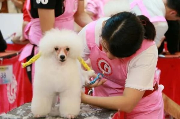 为什么宠物美容价格那么贵？