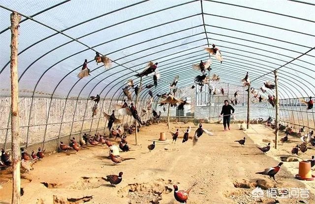 通过什么渠道可以获得农村致富项目信息?