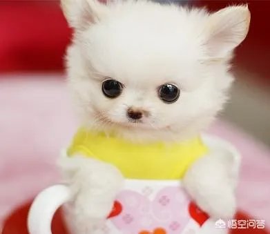 茶杯犬长不大吗？