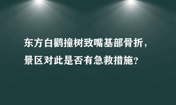 东方白鹳撞树致嘴基部骨折，景区对此是否有急救措施？