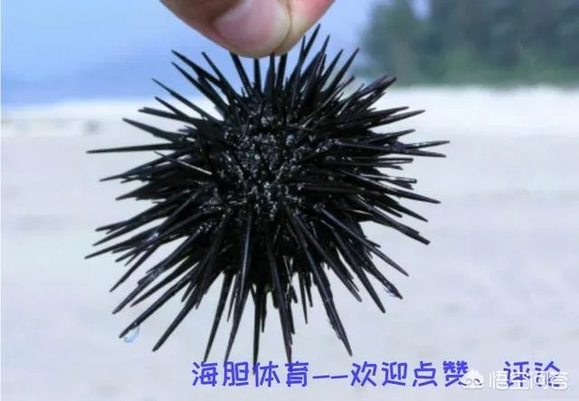 CBA半决赛辽宁男篮再胜广东宏远，一场跌宕起伏的比赛，你怎么评价？