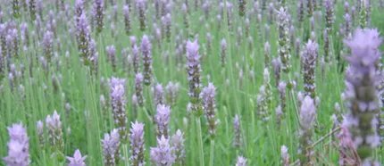 香水常识之基本香型