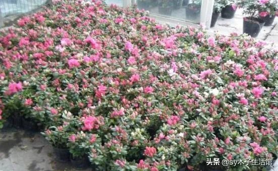 杜鹃是大叶还是小叶