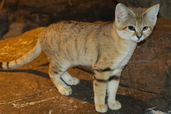 什么动物和猫长得像