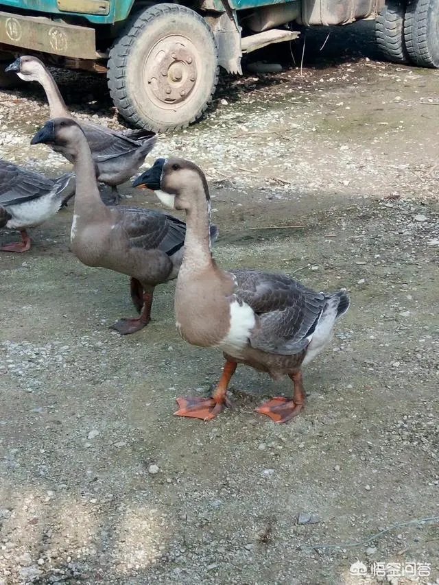 不要怕不会撑坏的