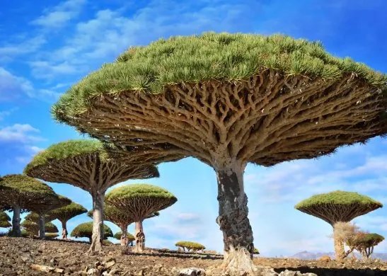 南京玄武湖连续出现2株并蒂莲，你还见过哪些植物珍品？