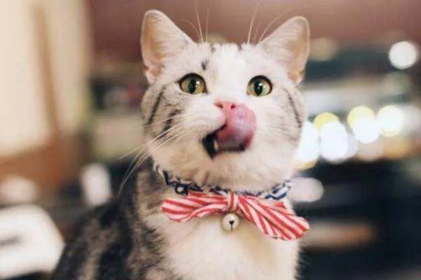 为什么十二生肖中没有猫