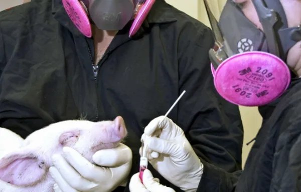 猪流感为什么会传播并且让人闻之色变？