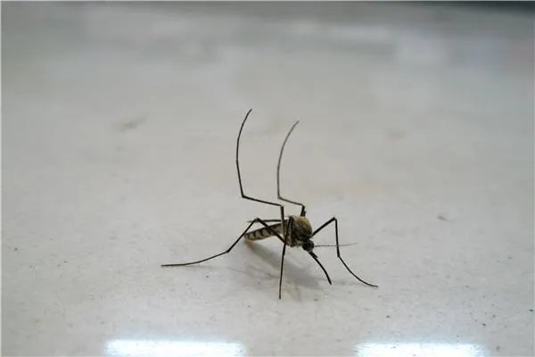 蚊子会悄悄地在我们喝的水杯里下蛋吗？