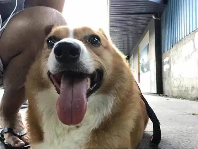 把宠物狗当作土狗养会怎么样?