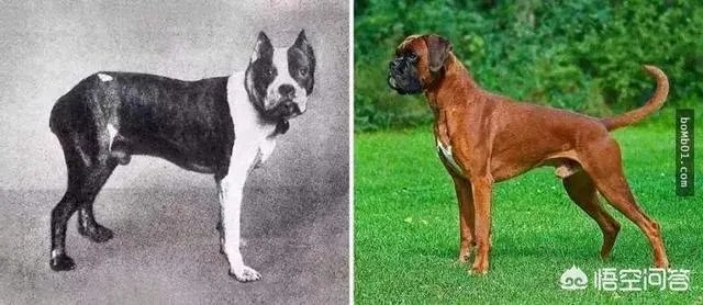 想象一下未来人类会进化成什么样子？