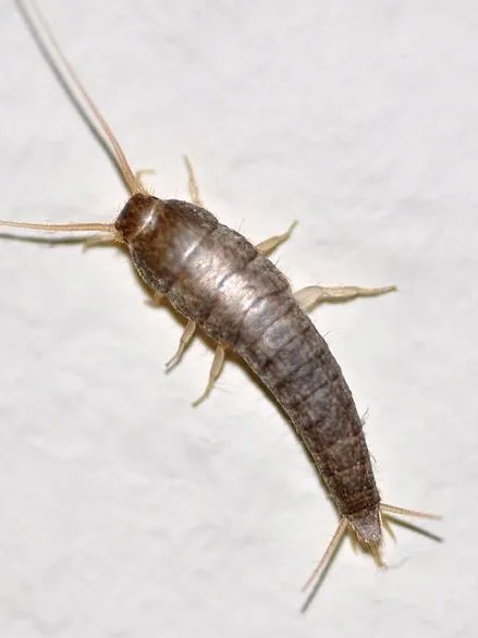 斑衣鱼的防治方法