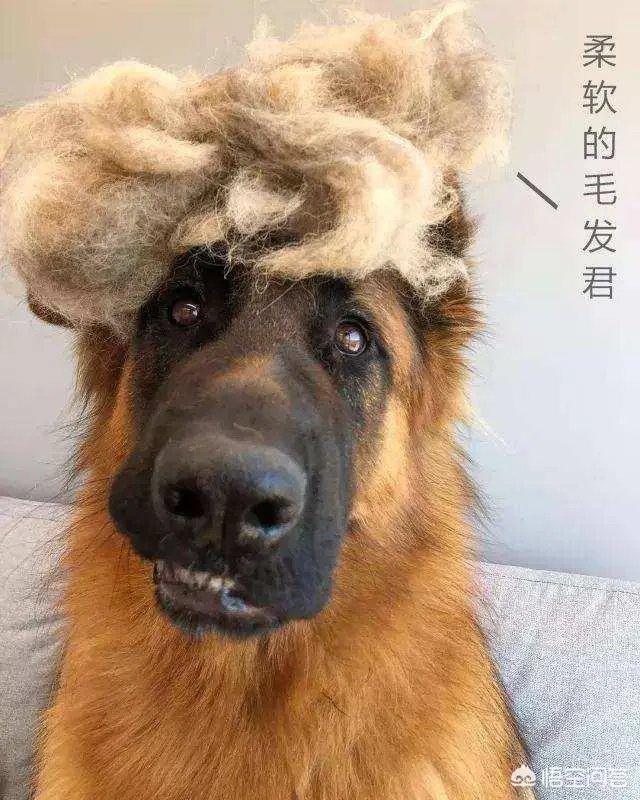 德牧为什么越来越少人养?