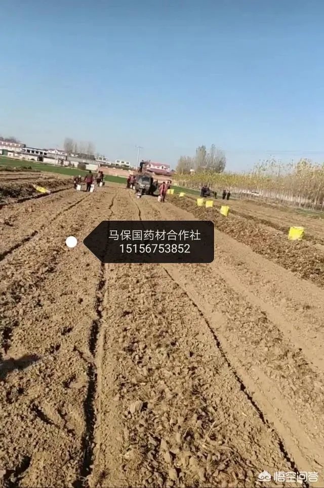 种药材真的能赚钱吗