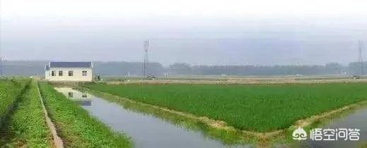 怎么养殖龙虾种苗?