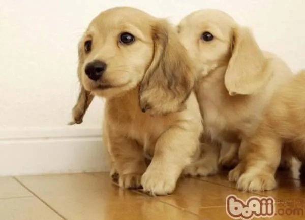 金毛狗价钱一般都是多少