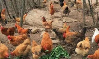 柴鸡怎么养殖，柴鸡怎么养殖视频