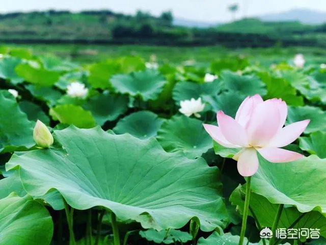 为什么越来越多的成都人选择去米易过冬？