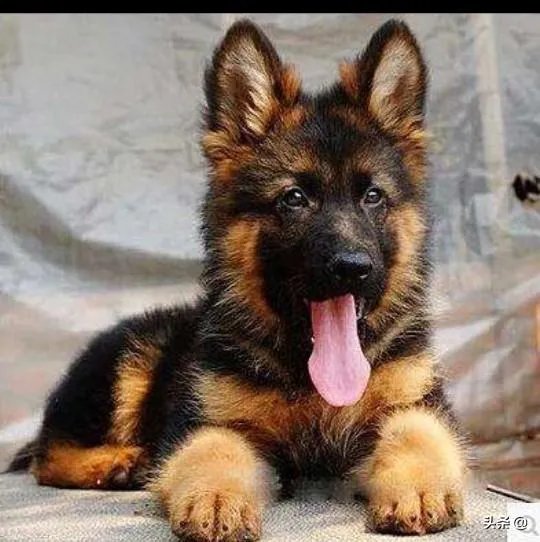 德牧为什么越来越少人养?