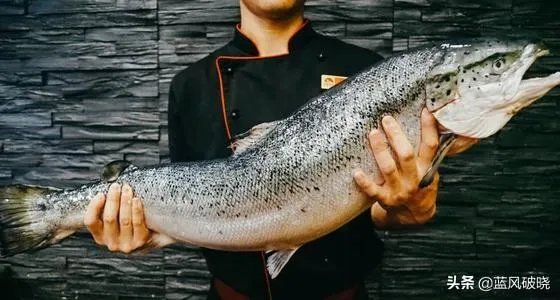 各地纷纷下架三文鱼，现在三文鱼还能吃吗？