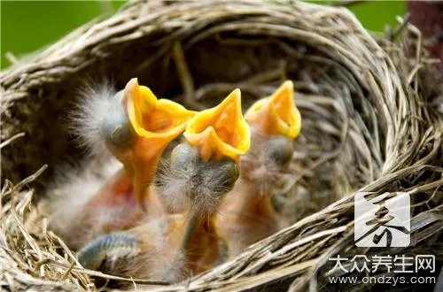 燕窝可以直接煮吗