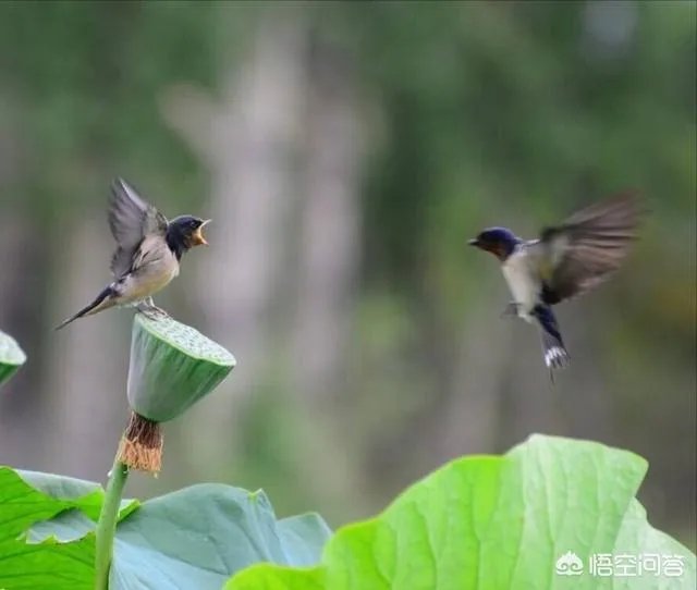 黄鹂知人意，柳外时时送好音。上联如何对？