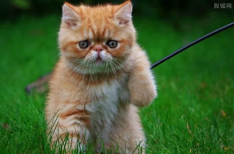 罕见双脸猫诞生 什么猫好养而且又便宜