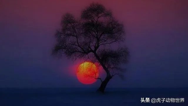 新手如何学习摄影？