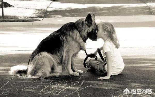 德牧为什么越来越少人养?