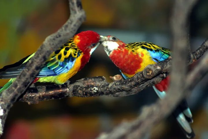 混种金刚鹦鹉的基本信息