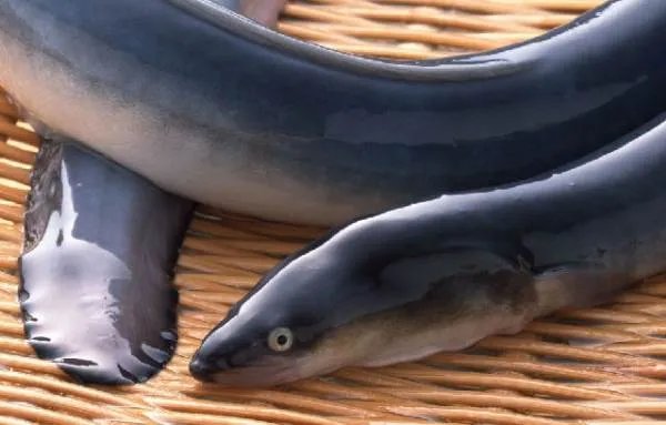 日本鳗鱼价格上涨超三成，导致其涨价的原因是什么？